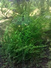 Мох Эрект Vesicularia reticulata   Erect moss