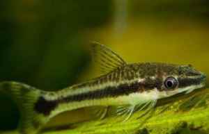 otocinclus-affinis.thumb.jpg.18bd19ce14d71e5005634eaad74a8965.jpg