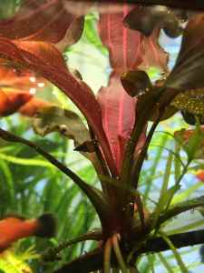 F097411F-24AF-4AD0-ADC5-98D4319E0E6A.jpeg