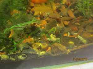 IMG_2074.thumb.JPG.81b16a674b8d8b50ed721e2be903425d.JPG